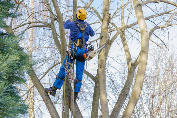 Best Fruit Tree Pruning  in New York Mills, NY