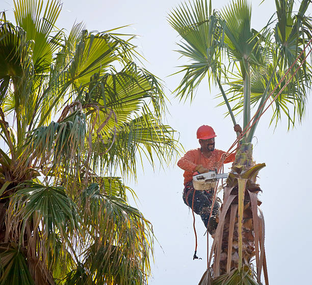 Best Emergency Tree Removal  in New York Mills, NY