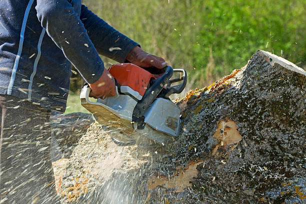 Best Tree Maintenance Programs  in New York Mills, NY